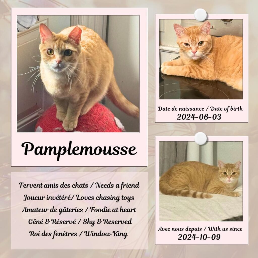 Pamplemousse