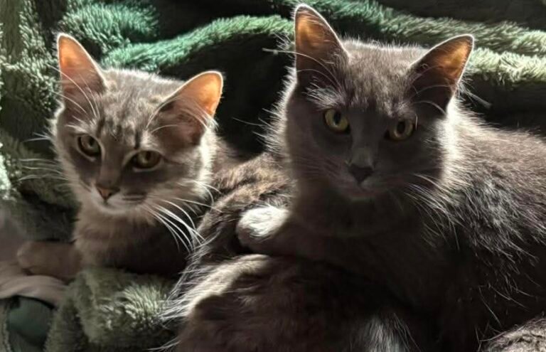 Willow & Raven
