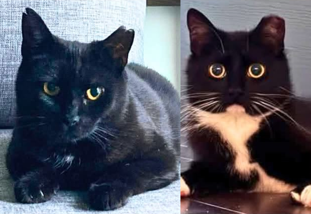 Sismecat & Emy