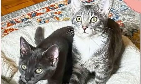 Pepper & Rocky